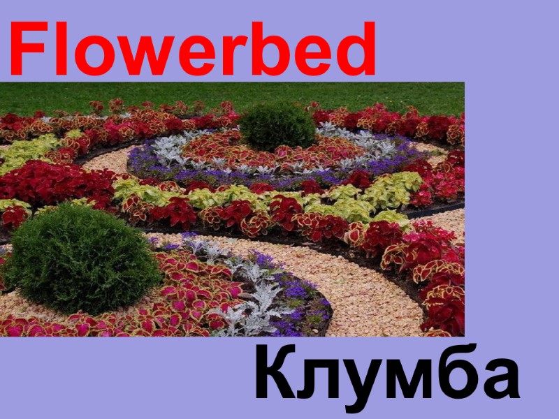 Flowerbed  Клумба